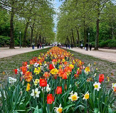 Les tulipes du Parc Royal