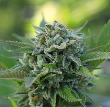 Fleurs de CBD disponible chez Natural Bud