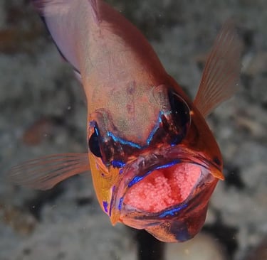 frontal view of a brooding cardinal fish, with eggs on its mouth