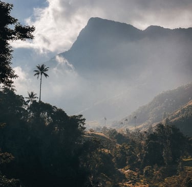 Cocora Valley Hike in Colombia, South America