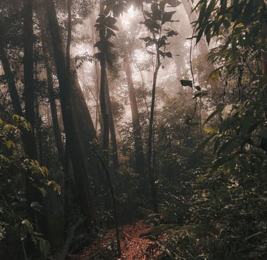 Pico do Papagaio Hike, Ilha grande, Brazil, South America
