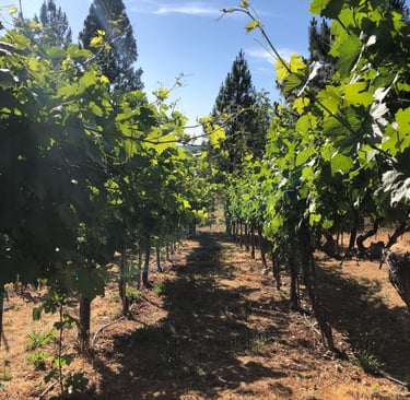 Bright green leaves on grape vines