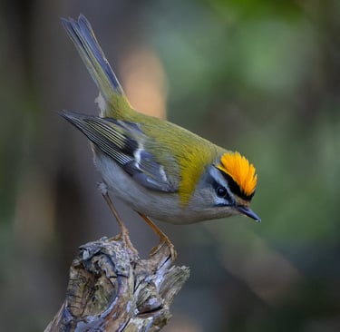 A displaying male Common Firecrest in Regent's Park.