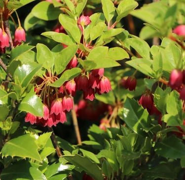 a bush with hanging red flowers in a sunny garden