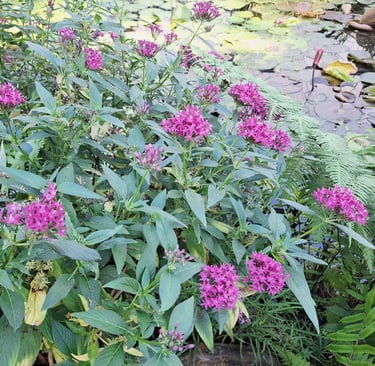 the Egyptian Starcluster flower bush