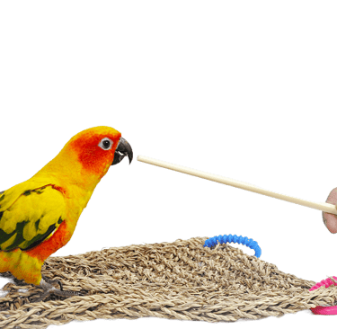 bird training - bird target training