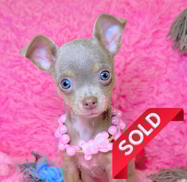 Lilac chihuahua puppy for sale - lilac chihuahua puppies for sale - Petite Pups