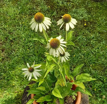 multiple Coneflowers with white petals