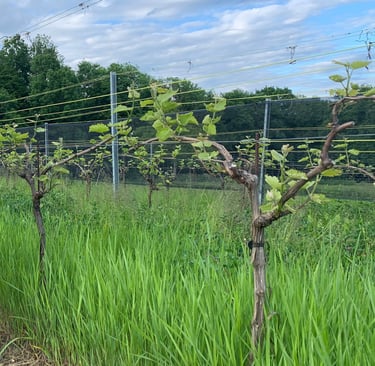 Weingarten beim Austrieb