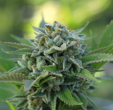 Fleurs de CBD disponible chez Natural Bud