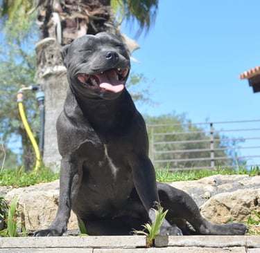 staffordshire bull terrier blu staffy grecalestaffs