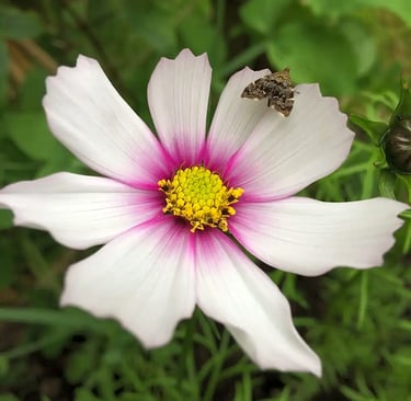 a butterfly on a wild flower at teifi meadows
