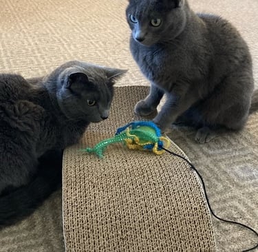Two gray cats playing with a toy