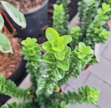 an English Boxwood stem with green leaves