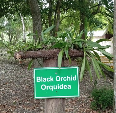 Orchidea nera, fiore nazionale del Belize
