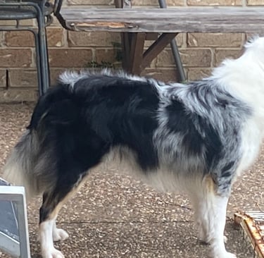 top condition border collie pregnancy 