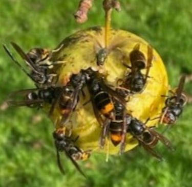 des frelons asiatiques sur une pomme