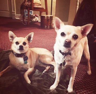 Two white chihuahuas on a cozy blanket in Carbondale, Colorado. Photo by Robin Arthur of Robin Can Do It!