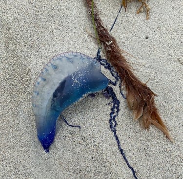 Portuguese Man-o-war jellyfish in Varadero