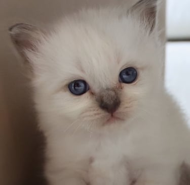 Nydelig ung Hellig Birma kattunge fra NO*Gaustatoppen oppdrett NO*Gaustatoppens Admiral Gyldenløve