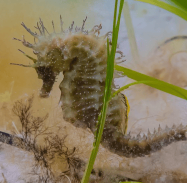 Ocean Warriors: Saving Seahorses, Seagrass, and Flat Oysters in the Fight Against Climate Change
