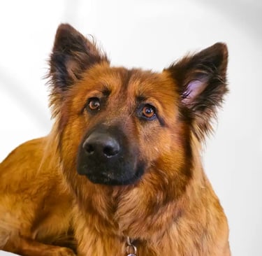 Ida_unser_Sparfuchs_Immobilienagentur_AurImmo