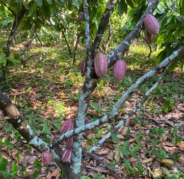 arbre branche de criollo