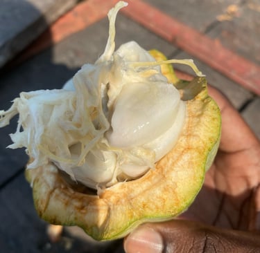cacao criollo blanc