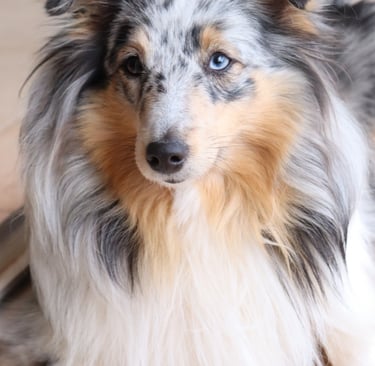 Pastor de las islas de shetland, Maravryan shelties, Shelties de Maravryan, Shetland sheepdog