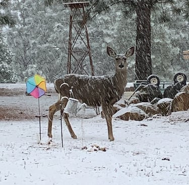 A deer stands in a snow storm