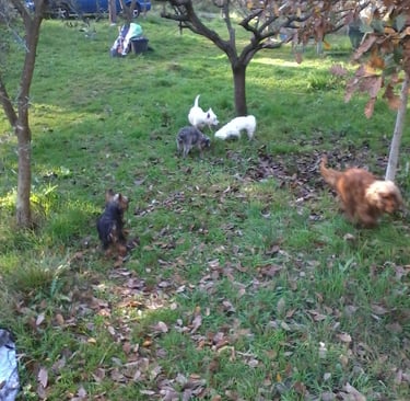 Guardería de día para perros