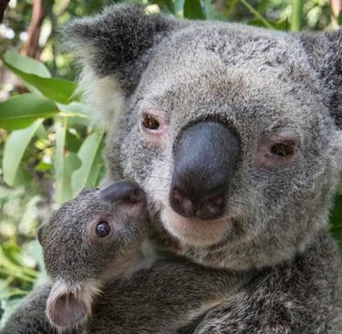 cute koala and baby koala joey