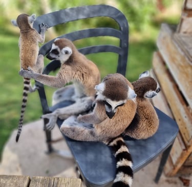 A group of ring-tailed lemurs with long striped tails sitting and playing on a black metal chair outdoors.