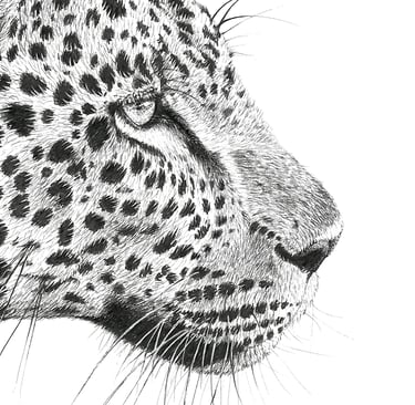 Wildlife Art - African Leopard