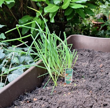 Chives that are ready to be harvested