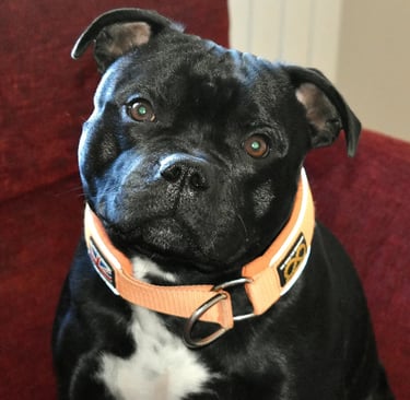 Hugo Grecalestaffs indossa un collare martingala di sbt1935