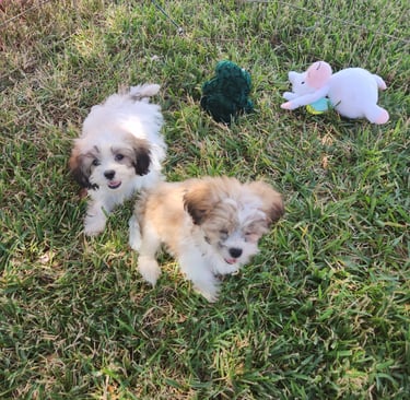 Two Mal-Shi puppies with toys outside in Dallas Texas