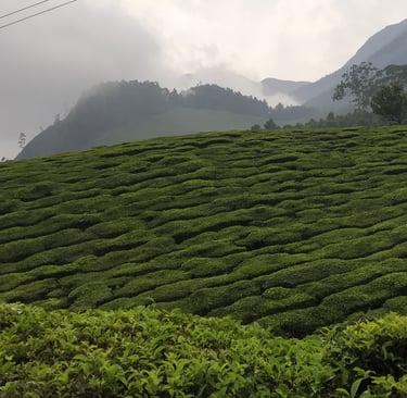 kolukkumalai-teaestate