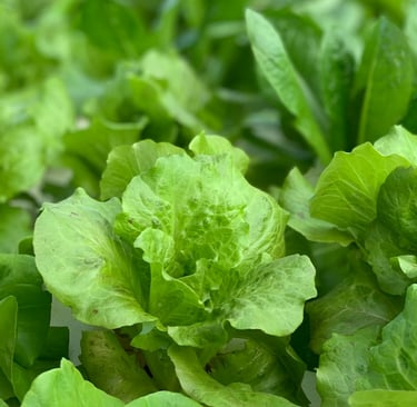 multiple Romain Lattuce plants that need to be harvested