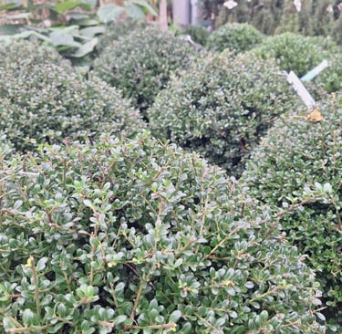 multiple small Boxwoods perfect for housefronts