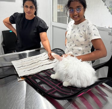 [et pulse animal hospital veterinary care for rabbits and small animals in Battaramulla