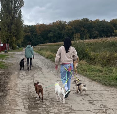 Eine Gruppe beim Social Walk in der nähe von Hannover