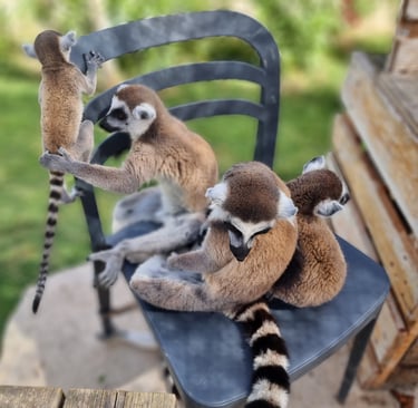 a group of lemurs sitting on top of a chair