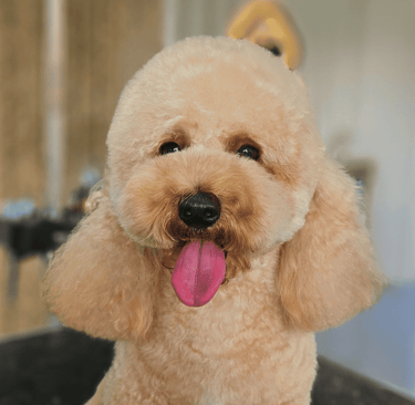 hocicos valdespartera