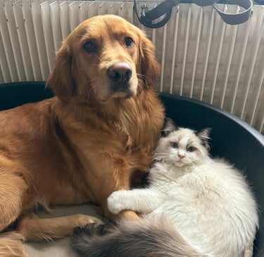 A Neko des Dolls de Mitilo