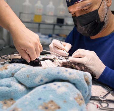 Dentista de gatos manaus