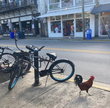 Coq de Key West, Floride