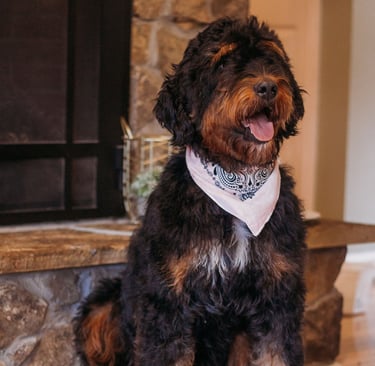 a Bernedoodle dog sitting on a stone fireplace with a bandannaise
