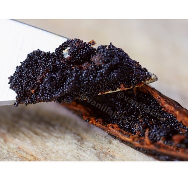 Vanilla caviar