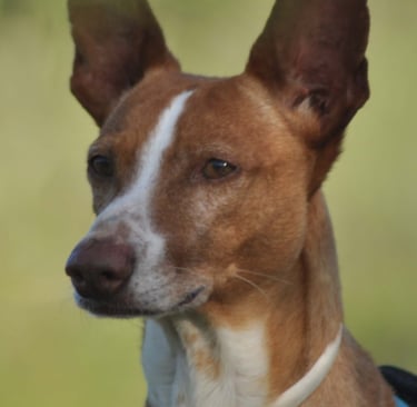 Draco - perro